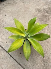Agave attenuata rhaea s - agave,