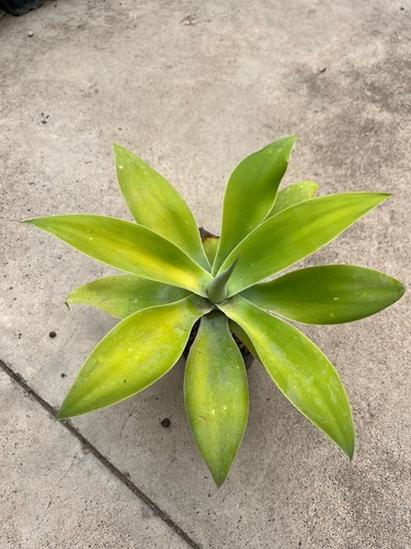 Agave attenuata rhaea s - cv, "rhaea´s
