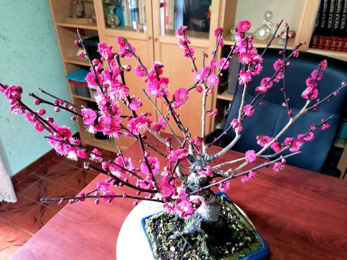 Bonsai prunus mume - bonsai, di