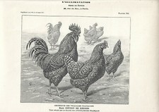 Stampa antica GALLO e GALLINE di razza COUCOU DE RENNES 1907 Antique print
