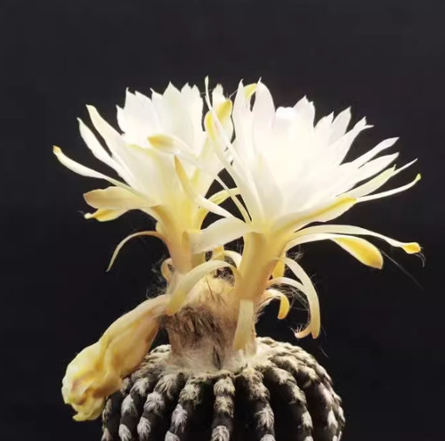 Pianta succulenta discocactus - succulenta,