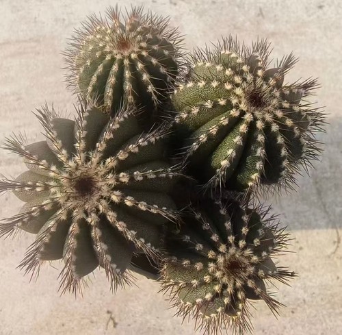 Uebelmannia pectinifer wysiwyg - uebelmannia,