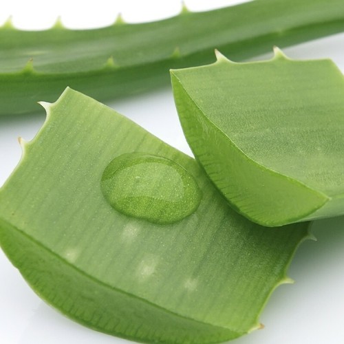 500 foglie aloe vera - di,