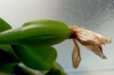 Dendrobium nobile - capsula di semi