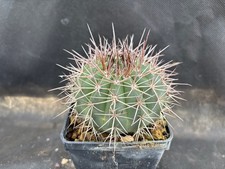 MELOCACTUS MULTICEPS CACTUS