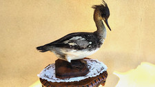 VECCHIO TROFEO DI CACCIA SMERGO CRESTATO TASSIDERMIA IMBALSAMAZIONE TAXIDERMY