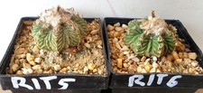 2 Ritteri Aztechium sulle