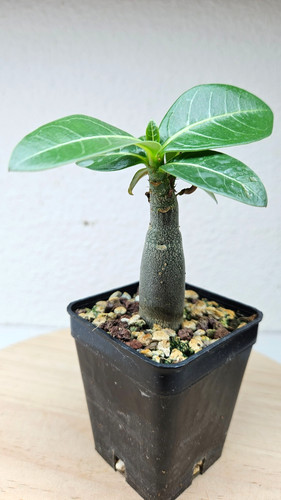 Adenium arabicumb big - adenium,