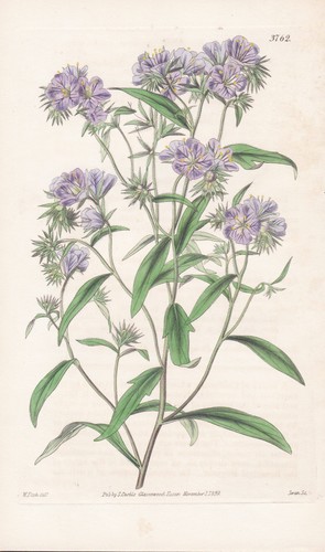 Eutoca menziesii incisione - menziesii,