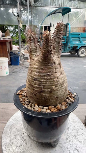 Pachypodium rosulatum var