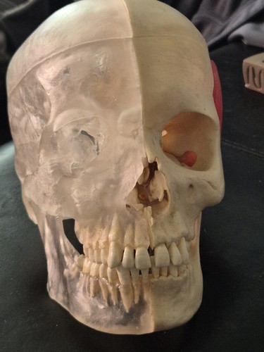 Scientific human skull - human,