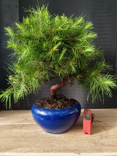 bonsai pino halpensis 38 cm