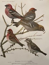 Stampa piatto Birds of NY Pine