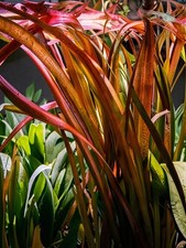 Vallisneria Rubra – Pianta