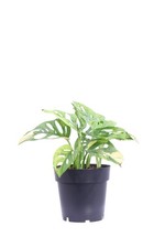 Pianta vera di Monstera