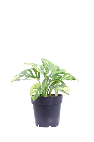 Pianta vera monstera - pianta, di