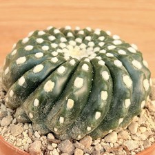 Notocactus uebelmannianus f