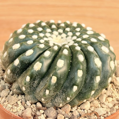 Notocactus uebelmannianus - , f