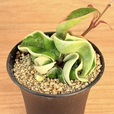 Hoya carnosa compacta