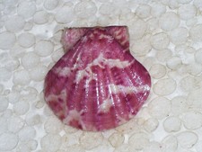 FLEXOPECTEN GLABER AMAZING