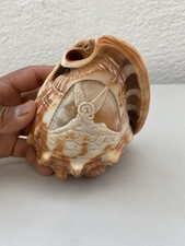 conchiglia naturale intagliata a mano con angeli da collezione stile marina