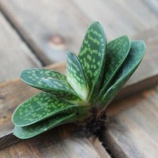 Gasteria gracilis var. minima