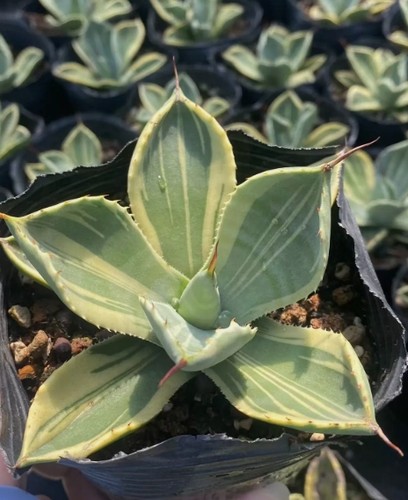 Rara pianta succulenta - , agave