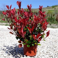 Photinia fraseri red robin - red,