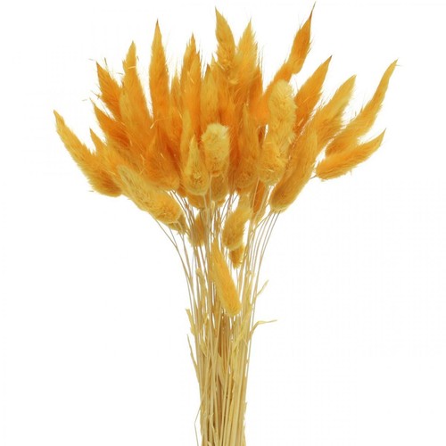 Lagurus giallo dekogras - lagurus, giallo,