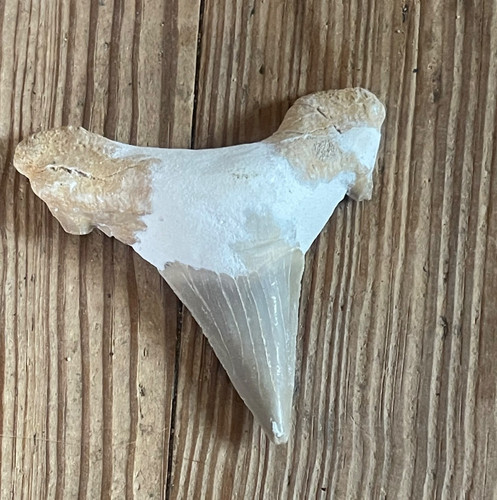 Dente di squalo fossile - dente,