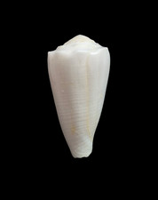Conchiglia shell conus - shell,