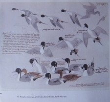 Bellissima Stampa Di Uccelli