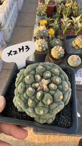 Autoradicata bellissima - autoradicata,