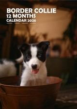 Calendari Border Collie 2026