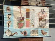 Poster Didattico Sei Torino Tedesco 1969 Corpo Umano Appurato Digerente