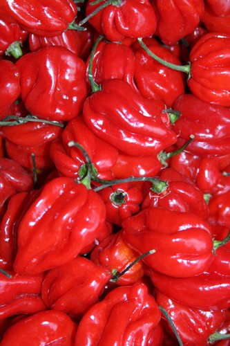 Semi peperoncino - 35,