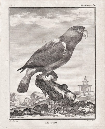 Loris loriinae pappagallo - loriinae,