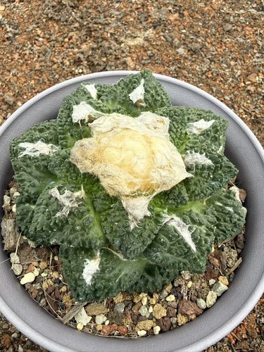 Ariocarpus fis var - , lloydii