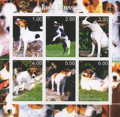 Jack russell cane - russell,