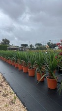 Yucca elephantipes vaso 9 - elephantipes, (vaso