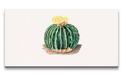 Cactus rimasterizzato 120x60