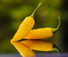 10 semi di peperoncino - Aji