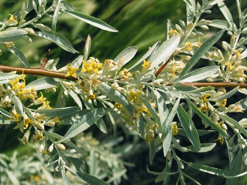 Semi elaeagnus - 10, di