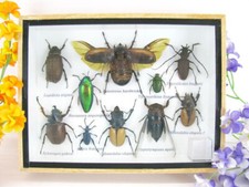 Pezzo unico - Veri insetti