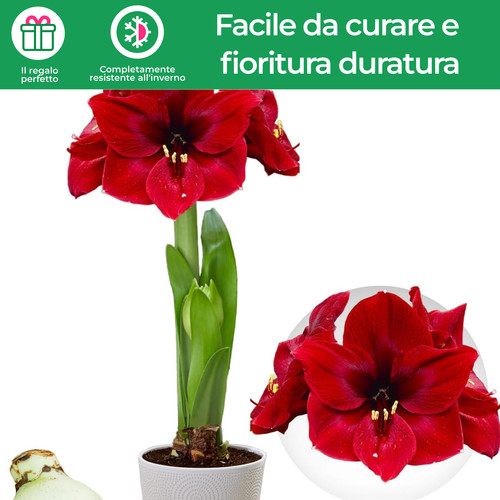 Bulbi amarillide passione - bulbi, di