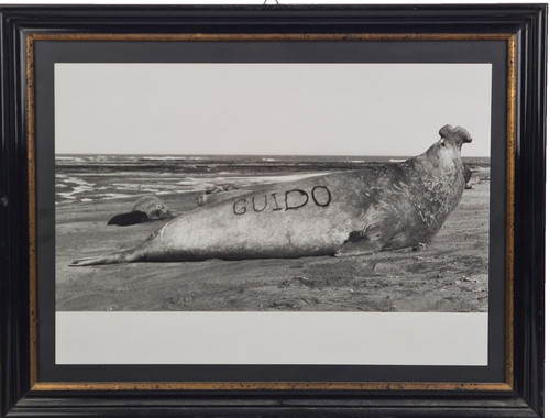 Guido foca gigante in - guido,