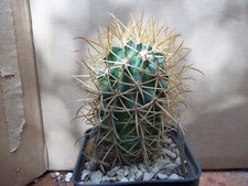 ferocactus chrysacanthus -