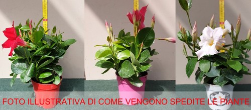 Piante dipladenia in mix - di,