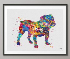 Bulldog inglese cuccioli - inglese, 2