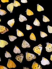 Insetto Farfalla Nymphalidae